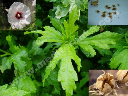 vrtni hibiskus