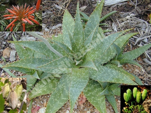 aloe saponaria