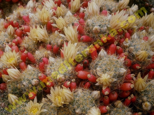 M. Prolifera