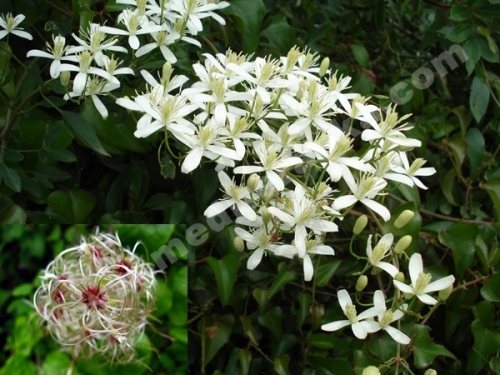 plemenita pavitina
