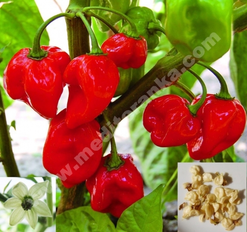 habanero