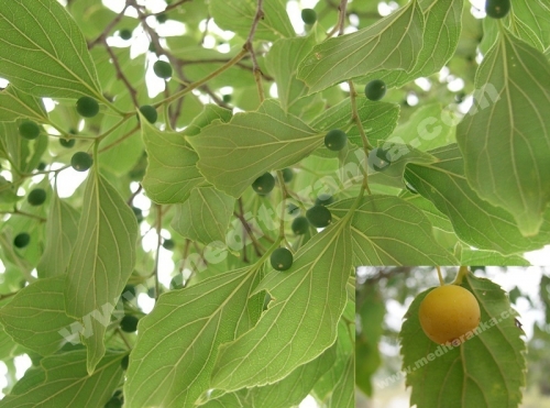 plodovi
