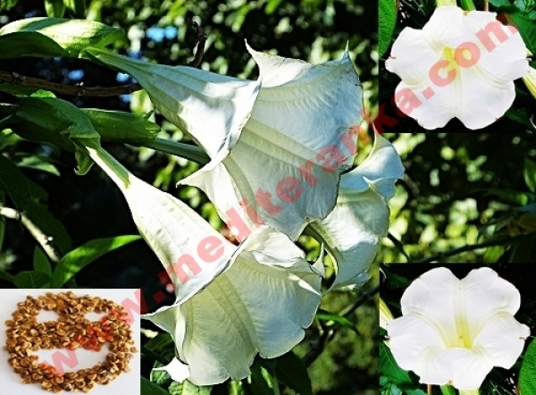 datura