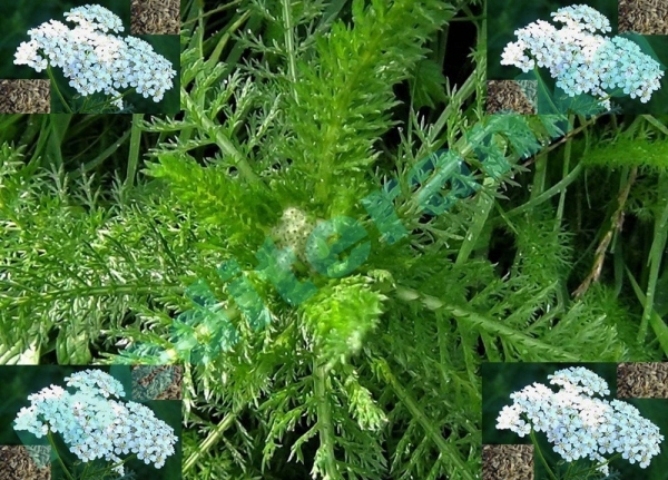 Ranjenik