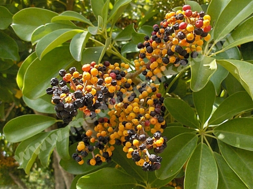plodovi
