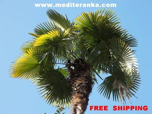 MEDITERANSKA PALMA