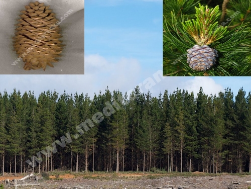 cedar