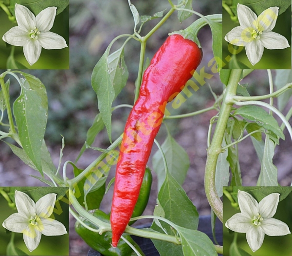 Pimiento de Padron