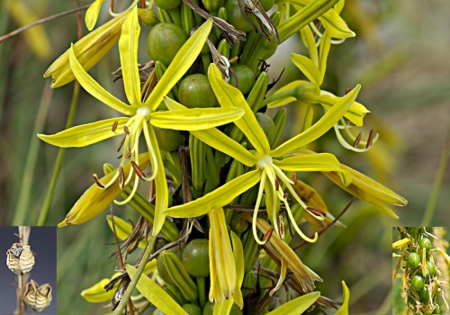 cvijet