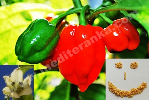 Red savina