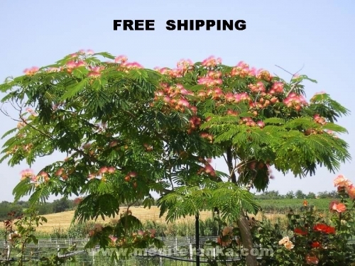 Albizia ukrasni grm