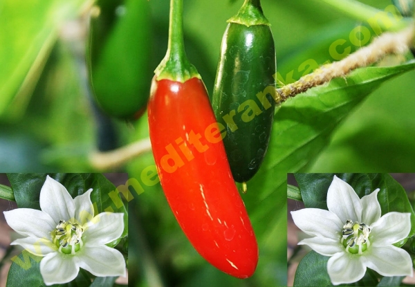 Serrano