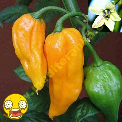 Fatalii plodovi